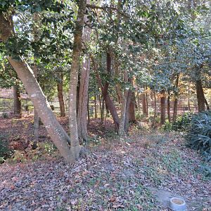 Demoiselle Crane Yard