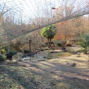 Eurasian Aviary