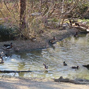 Assorted Waterfowl