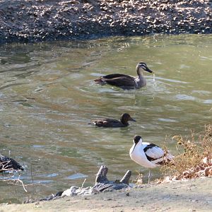 Assorted Waterfowl