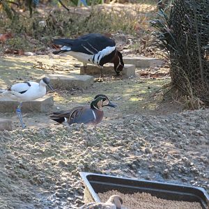 Assorted Waterfowl