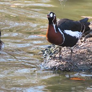 Red-breasted Goose