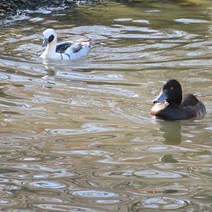 Greater Scaup and Smew