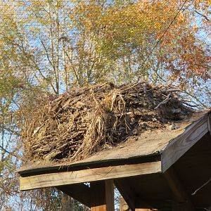 Large Nest on Signage Post