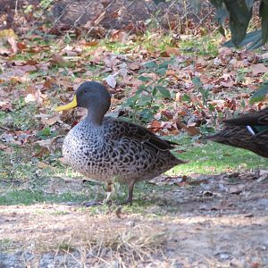 Yellow-billed Duck