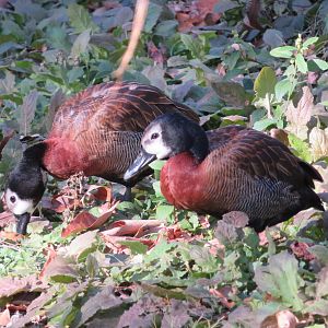 White-faced Whistling Ducks