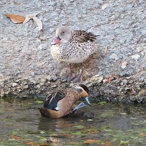 Cape Teal and Blue-billed Teal