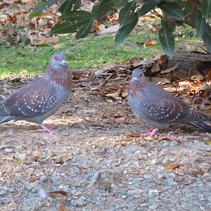 Speckled Pigeons