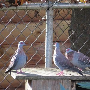Speckled Pigeons