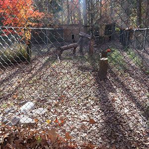 Ground Hornbill Yard