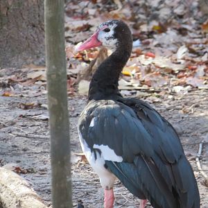 Spur-winged Goose