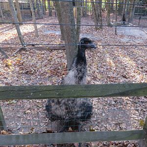 Curious Emu