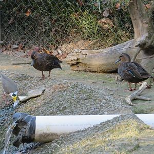 Line for the Drinking Fountain