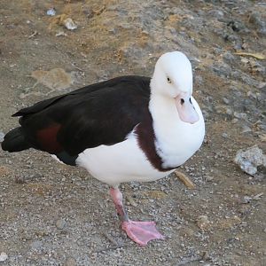 Radjah Shelduck