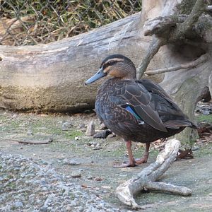 Pacific Black Duck