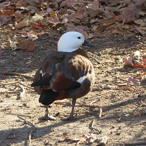 Paradise Shelduck
