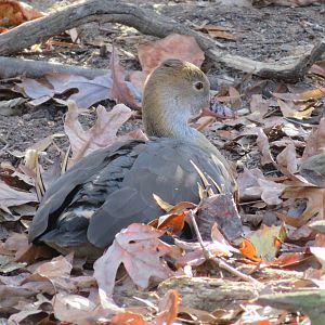 Plumed Whistling Duck