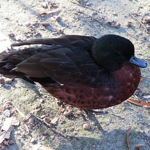 Chestnut Teal