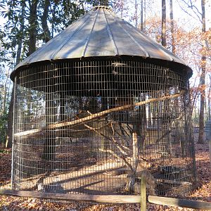 Eurasian Eagle-owl Cage