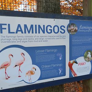 Flamingo Signage