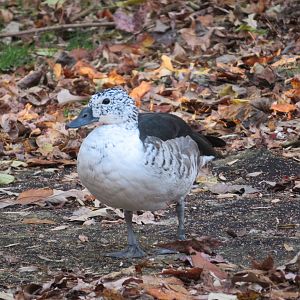 Female Comb Duck