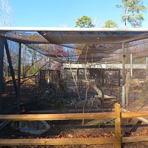 Golden Pheasant Side Cage