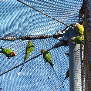 Plum-headed Parakeets