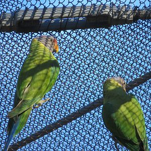 Plum-headed Parakeets