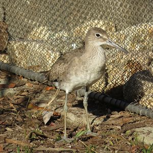 Willet