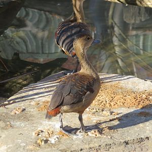 Lesser Whistling Duck