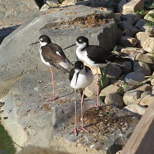 Black-necked Stilts