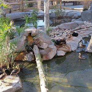 White-winged Ducks and Lesser Whistling Ducks