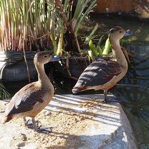 Lesser Whistling Ducks