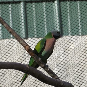 Red-breasted Parakeet