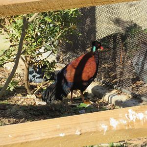 Green-naped Pheasant Pigeon