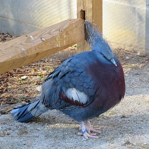 Victoria Crowned Pigeon