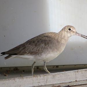 Willet