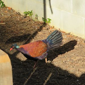 Green-naped Pheasant Pigeon