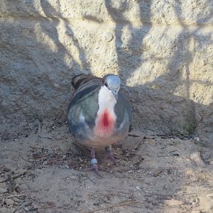 Luzon Bleeding-heart Dove