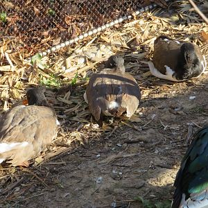 American Oystercatchers