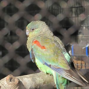 Mulga Parrot