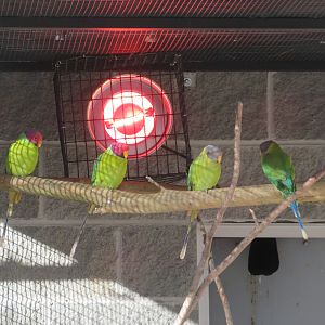Plum-headed Parakeets Basking