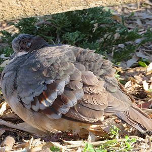 Luzon Bleeding-heart Dove