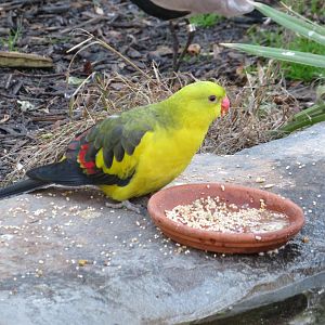 Regent Parrot