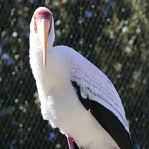 River Valley Aviary - Yellow-billed Stork