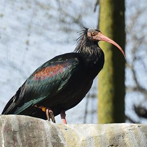 River Valley Aviary - Waldrapp Ibis