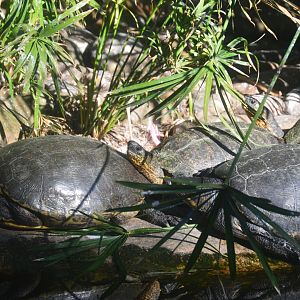 Emerald Forest Aviary - Mesoamerican Slider/Central American River Turtle