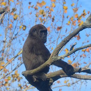 African Forest - Western Lowland Gorilla