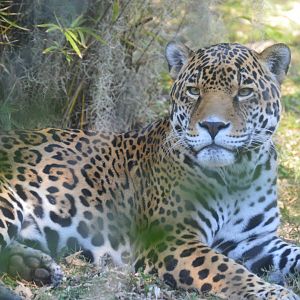 Range of the Jaguar - Jaguar