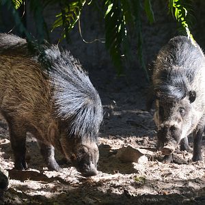 Land of the Tiger - Visayan Warty Pig